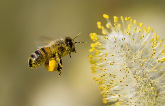 Mainās biškopības gada sākums un atskaišu iesniegšanas termiņi