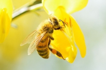 Меняются начало пчеловодного года и сроки подачи отчетов