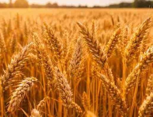 Упрощено предоставление прямых платежей фермерам