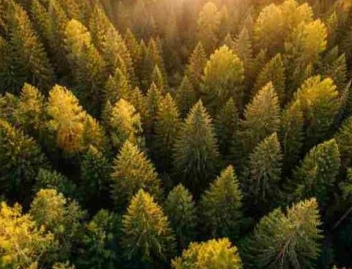 Налоговые льготы в СЭЗ — до 2050 года