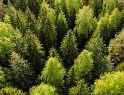 Налоговые льготы в специальных экономических зонах продлят до 2050 года