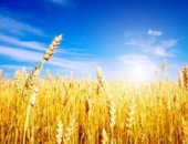 В зерновой отрасли будет применяться обратный порядок уплаты НДС