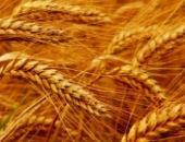 В отрасли зерновых культур будет применяться обратный порядок уплаты НДС