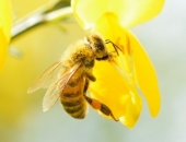 Меняются начало пчеловодного года и сроки подачи отчетов