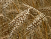 К каким зерновым культурам применим особый режим НДС?