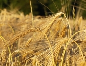 Неясности с применением НДС к зерновым