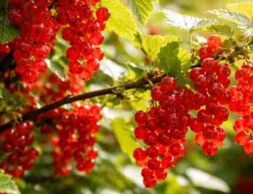 С 1 апреля хозяйства могут регистрировать сезонных сельхозработников