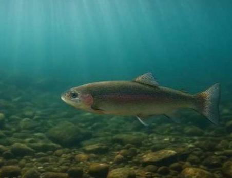 Установлена окончательная компенсация для турецкой радужной форели