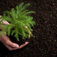 Dr.oec. Ингуна Лейбус