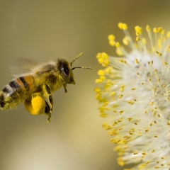 Mainās biškopības gada sākums un atskaišu iesniegšanas termiņi