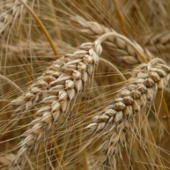 К каким зерновым культурам применим особый режим НДС?