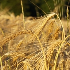 Неясности с применением НДС к зерновым