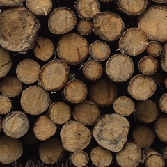 Kā jānoformē pavadzīme par kokmateriāliem?