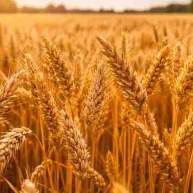 Упрощено предоставление прямых платежей фермерам