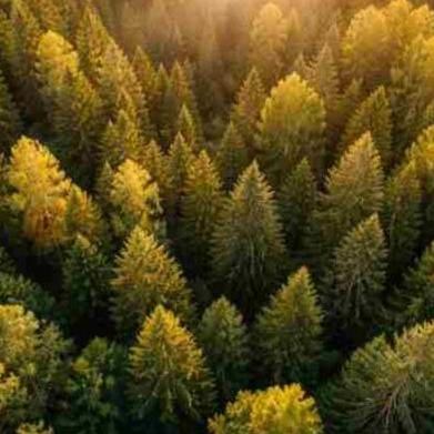 Налоговые льготы в СЭЗ — до 2050 года