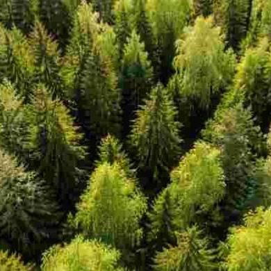 Налоговые льготы в специальных экономических зонах продлят до 2050 года