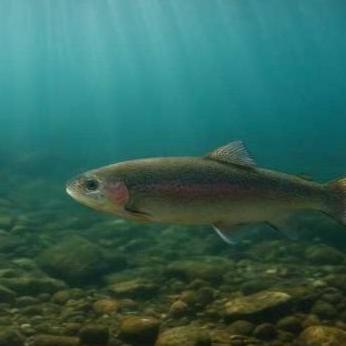 Установлена окончательная компенсация для турецкой радужной форели