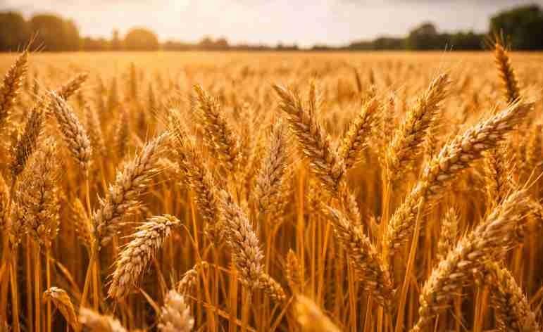 Vienkāršota tiešo maksājumu piešķiršana lauksaimniekiem